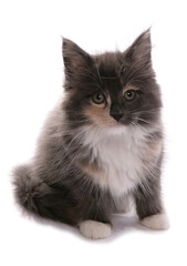Maine Coon Kitten