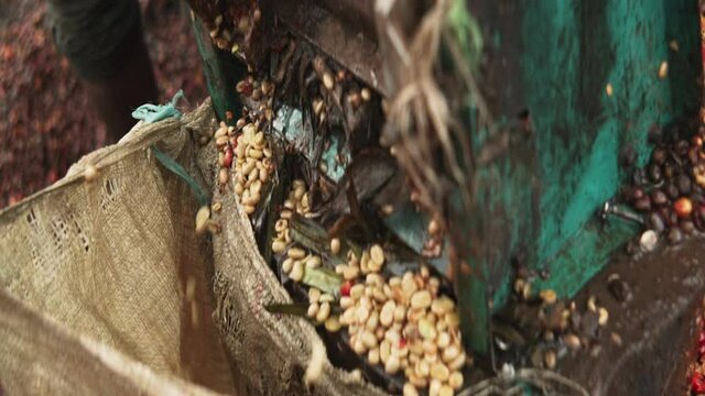 coffee beans being processed by a pulping machine