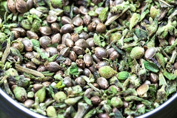 Cannabis Samen, Hanf Samen