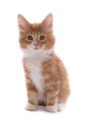 Fototapeta premium Maine Coon Kitten