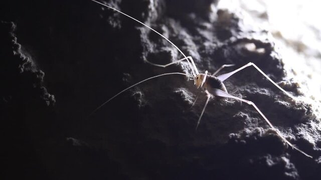 Cave Cricket on a rock