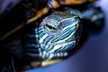 red-cheeked water turtle, macro photo, its eye