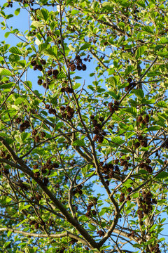 Alder tree with cones and green leaves.