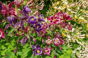 Obraz premium Aquilegia - red and purple bright flowers, beautiful floral landscape.