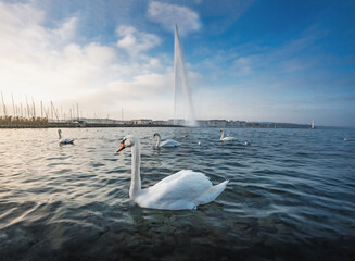 Obraz premium Swan at Lake Geneva and Jet D’eau Water Fountain - Geneva, Switzerland.