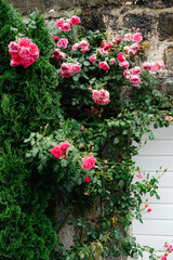 A bush of blooming pink rose near the wall.