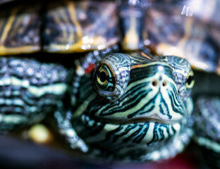 red-cheeked water turtle, macro photo, its eye