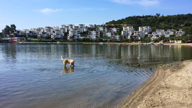 Funny dog fishing in clear sea water near the coast in the morning