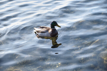 a migratory duck swims in the cold waters of an alpine lake