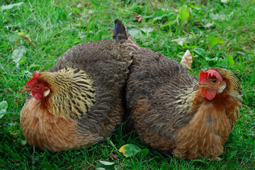 Two chickens are sitting on the green grass. Close-up, horizontal frame.