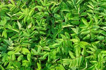 Plant Filipendula ulmaria, medicinal plant used in medicine.