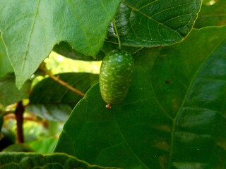 planta fruto pepininho do mato - cucumis sativus