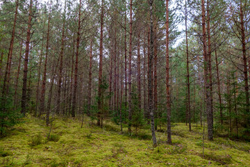 Coniferous pine forest in summer, beautiful natural landscape.