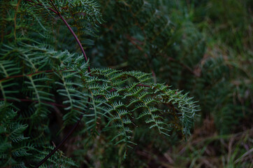fern