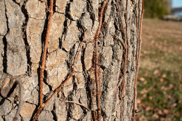 tree bark texture