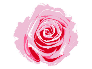 ピンク色のバラの花_2