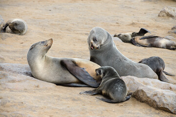 Seal family on the Skeleton Coast, Namibia, Africa.