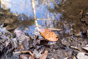 leaf on puddle beside mud 