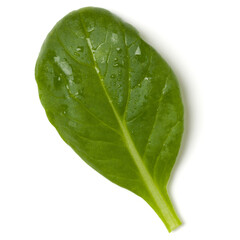 Spinach  leaf isolated on white background. Top view, flat lay.