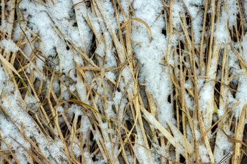 Old yellow dry grass covered with snow, top view, vertical frame.