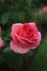 roses in the rain