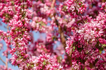 Beautiful pink tree blossoms in spring