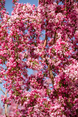 Fototapeta premium Beautiful pink tree blossoms in spring