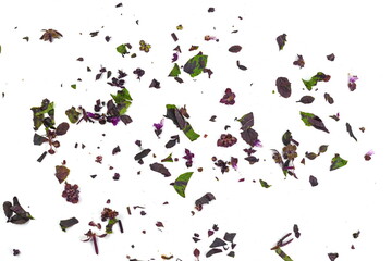 Fresh chopped red basil flower and leaves isolated on white background. Spicy aromatic sliced raw basilic or ocimum herbs. 