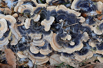 Turkey tail. Trametes versicolor, also known as coriolus versicolor and polyporus versicolor...
