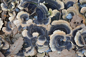Turkey tail. Trametes versicolor, also known as coriolus versicolor and polyporus versicolor mushroom 
