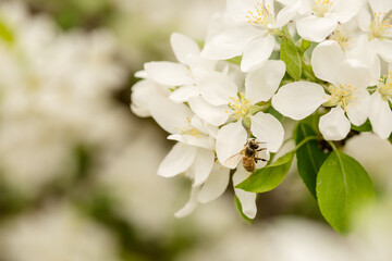 Honey bee feeding on beautiful white spring tree blossoms