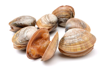 clams isolated on white background