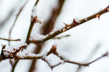 rose bush in winter
