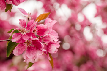 Miacro of vibrant pink spring tree blossoms