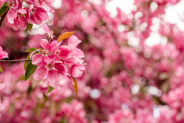 Miacro of vibrant pink spring tree blossoms