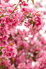 Miacro of vibrant pink spring tree blossoms