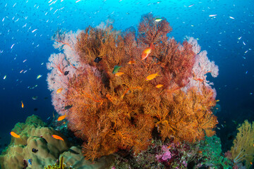 Fototapeta na wymiar Beautiful, colorful tropical coral reef system in Thailand's Andaman Sea