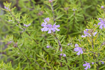 plant Westringia longifolia Wynyabbie Gem in bloom