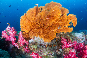 Vibrant, colorful coral reef full of tropical fish and seafans