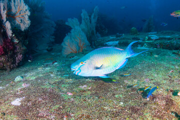 Parrotfish feeding on a dark coral reef at dawn