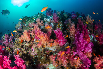 Beautiful, colorful tropical coral reef system in Thailand's Andaman Sea