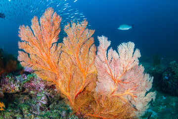 Fototapeta na wymiar Beautiful, colorful tropical coral reef system in Thailand's Andaman Sea