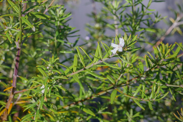 Westringia fruticosa with one flower after rain