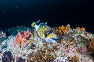Naklejka na ściany i meble Titan Triggerfish feeding on a dark coral reef