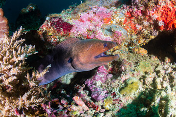 Giant Moray Eel with Cleaner Wrasse on a reef