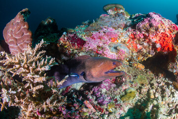 Naklejka na ściany i meble Giant Moray Eel on a dark coral reef in the Andaman Sea