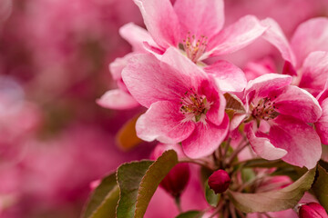 Miacro of vibrant pink spring tree blossoms
