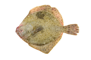 Psetta maxima (Turbot Fish) isolated on white background 