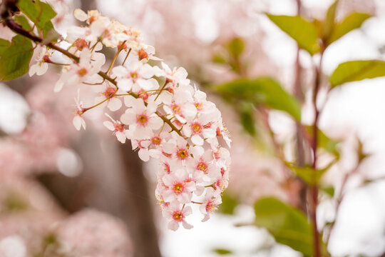 Vibrant white and pink spring tree flowers