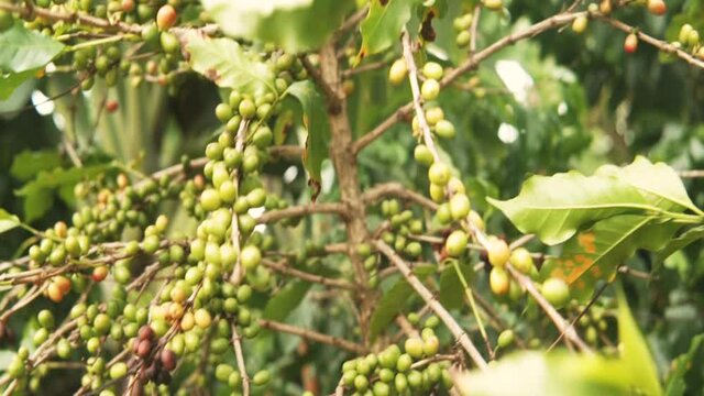 Coffee tree in the wind in anamorphic 